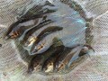 沙沟鱼价最新爆料,市场动态揭秘，价格走势分析