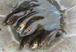 沙沟鱼价最新爆料,市场动态揭秘，价格走势分析